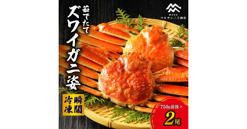 【ふるさと納税】 北海道産 ズワイガニ 茹でたて 瞬間冷凍 750g前後×2尾 ずわいがに 厳選 蟹 カニ 濃厚 ミソ 蟹みそ かに味噌 海鮮 水産 北海道 札幌市