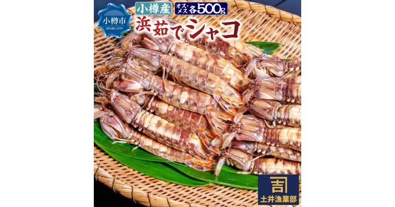 【ふるさと納税】小樽産 漁師直送 浜茹で シャコ (冷凍) オス・メス 各500g 計1kg(各8匹～)