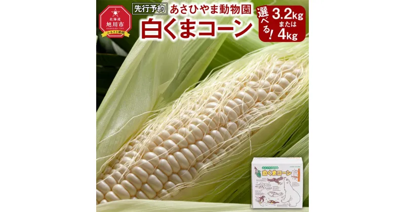 【ふるさと納税】【先行予約 容量選択可能】あさひやま動物園しろくまコーン約3.2kg～4kg(ホワイトレディもしくはピュアホワイト8～10本)2025年8月下旬～発送開始予定 _00308 | 白いとうもろこし 白いスイートコーン ホワイトレディ コーン ピュアホワイト 旭川市