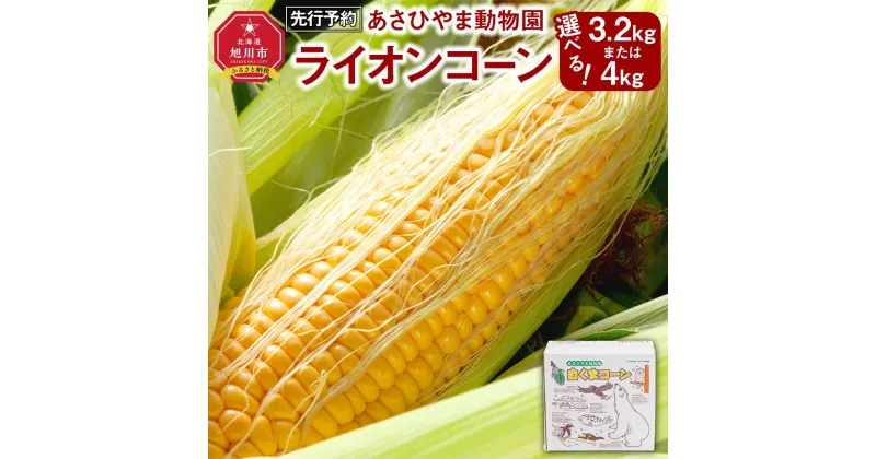 【ふるさと納税】【先行予約　容量選択可能】あさひやま動物園ライオンコーン約3.2kg～4kg(ゴールドラッシュ8～10本)2025年8月下旬～発送開始予定_00307 | とうもろこし ゴールドラッシュ ライオンコーン 旭川市