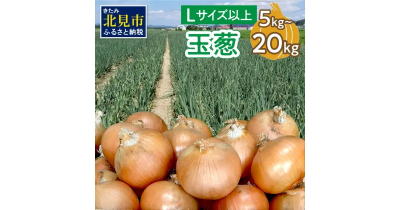 【ふるさと納税】【予約】玉葱 5kg 10kg 20kg Lサイズ以上 ( ふるさと納税 玉ねぎ たまねぎ 野菜 5キロ 10キロ 20キロ 期間限定 玉ねぎ生産量日本一 北見市産 選べる 配送月 発送時期が選べる )