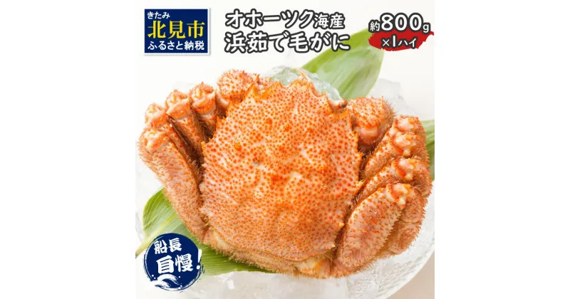 【ふるさと納税】《14営業日以内に発送》オホーツク海産 浜茹で毛がに 約800g×1パイ 冷凍 ( かに カニ 毛ガニ 魚介類 蟹 )