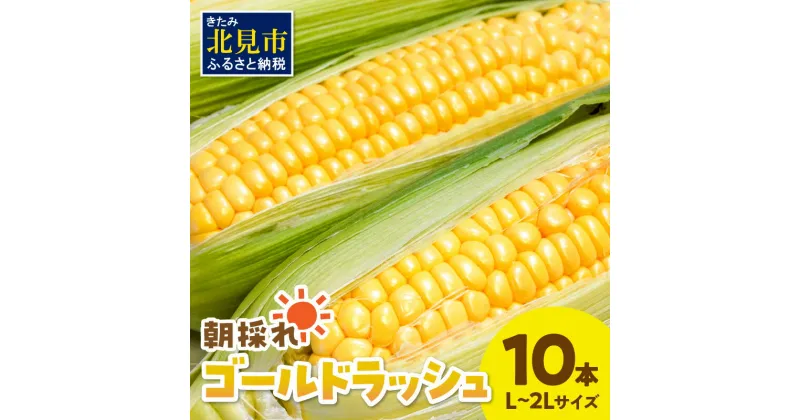 【ふるさと納税】【予約：2025年9月上旬から順次発送】北海道北見市産 朝採れ ゴールドラッシュ 10本 ( ふるさと納税 トウモロコシ 北海道 ふるさと納税 とうもろこし ふるさと納税 ゴールドラッシュ スイートコーン 野菜 コーン 採れたて 新鮮 ふるさと納税 予約 )