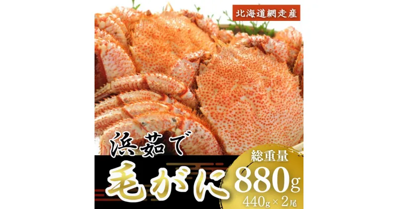 【ふるさと納税】＜網走産＞三特茹で毛がに 約440g×2尾 【 ふるさと納税 人気 おすすめ ランキング 毛がに 毛ガニ 茹で毛がに かに ガニ 蟹 毛蟹 浜茹で 網走産 濃厚 かに味噌 新鮮 魚介 ギフト 贈答 お中元 お歳暮 オホーツク 北海道 網走市 送料無料 】 ABW030