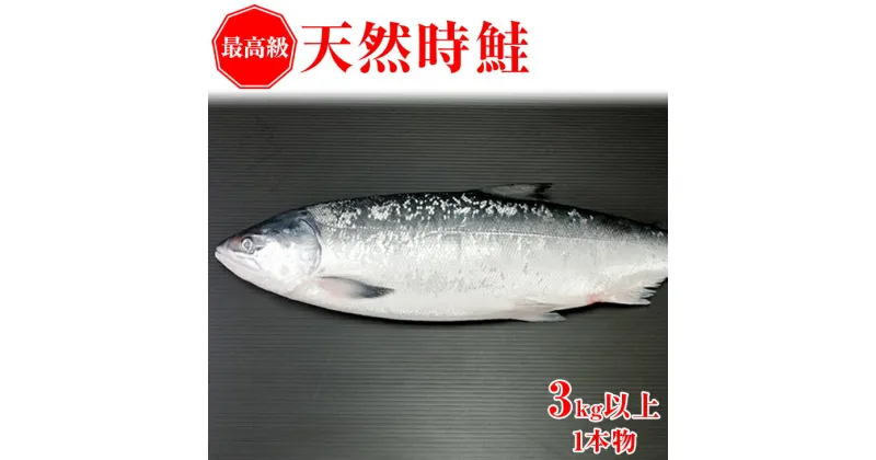 【ふるさと納税】【先行予約】鮭 最高級天然時鮭1本物 ※着日指定不可（2025年6月以降発送予定）【 ふるさと納税 人気 おすすめ ランキング さけ サケ しゃけ シャケ 鮭 時鮭 切り身 ロシア産 冷凍 真空パック おかず おつまみ 北海道 網走市 送料無料 】 ABX041