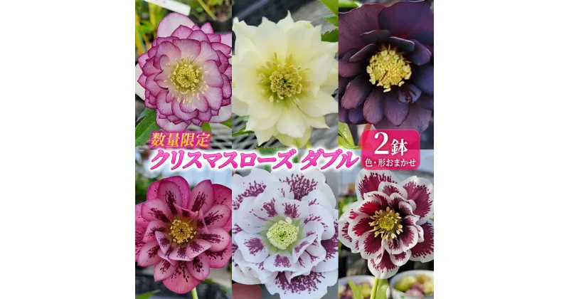 【ふるさと納税】【数量限定】北海道芦別市 石黒花園 クリスマスローズ ダブル 2鉢 色・形おまかせ　お届け：2025年4月上旬～2025年5月上旬