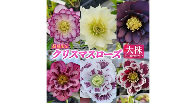 【ふるさと納税】【数量限定】北海道芦別市 石黒花園 クリスマスローズ ダブル 大株 色・形おまかせ　お届け：2025年4月上旬～2025年5月上旬