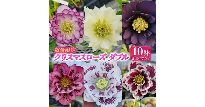 【ふるさと納税】【数量限定】北海道芦別市 石黒花園 クリスマスローズ ダブル 10鉢 色・形おまかせ　お届け：2025年4月上旬～2025年5月上旬