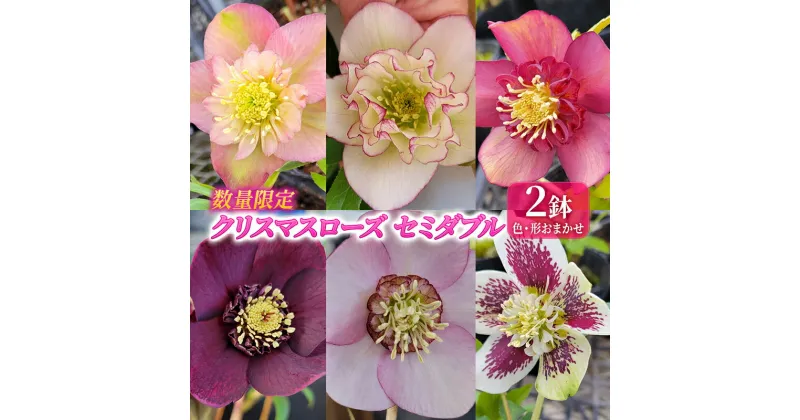 【ふるさと納税】【数量限定】北海道芦別市 石黒花園 クリスマスローズ セミダブル 2鉢 色・形おまかせ　お届け：2025年4月上旬～2025年5月上旬