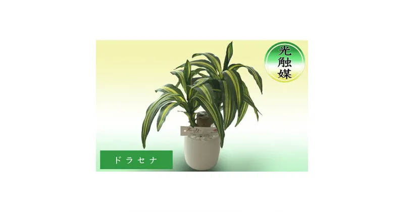 【ふるさと納税】光触媒・造花 ドラセナ 約25cm 観葉植物 植物 北海道 芦別市 日本インソール工業　【 雑貨 日用品 消臭 抗菌 化学反応 浄化 カビ 菌 】