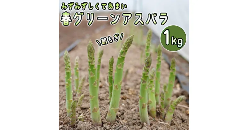 【ふるさと納税】アスパラ 北海道 朝採り 春グリーンアスパラ 約1kg［ほりぐち農園］ ※2025年4月中旬出荷開始先行予約 野菜 アスパラガス グリーンアスパラ 旬 とれたて お取り寄せ 産地直送 生産者直送 　野菜 アスパラガス　お届け：2025年4月中旬～2025年6月中旬まで