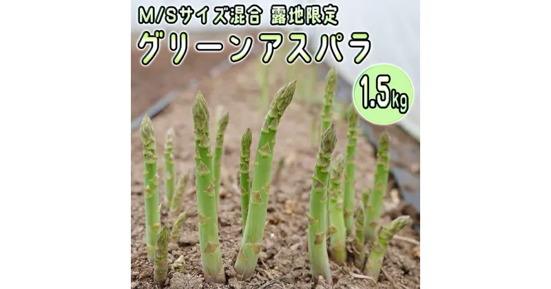 【ふるさと納税】アスパラ 北海道 約1.5kg！朝採り 露地限定グリーンアスパラ（M・Sサイズ混合）［ほりぐち農園］※2025年5月中旬出荷開始先行予約 野菜 アスパラガス 旬 とれたて お取り寄せ 産地直送 　お届け：2025年5月上旬～2025年6月中旬まで