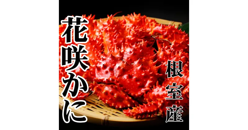 【ふるさと納税】[北海道根室産]花咲かに500〜650g×2尾 A-36054