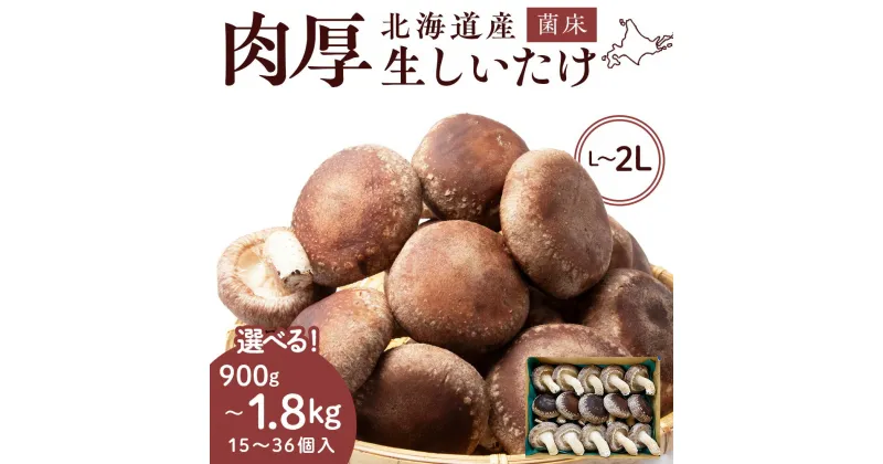 【ふるさと納税】菌床 生しいたけ 選べる900g～1.8kg 大きい 肉厚 シイタケ 椎茸 生椎茸 生シイタケ 千歳 北海道 《 あしだファーム 》椎茸 しいたけ きのこ キノコ 茸 野菜 北海道ふるさと納税 ふるさと納税 北海道 千歳市 【北海道千歳市】ギフト ふるさと納税