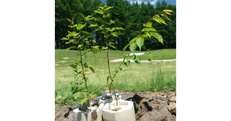 【ふるさと納税】【あなたの木を富良野に植えます】富良野の自然を守る植樹代行券(苗木2本セット)【1371504】